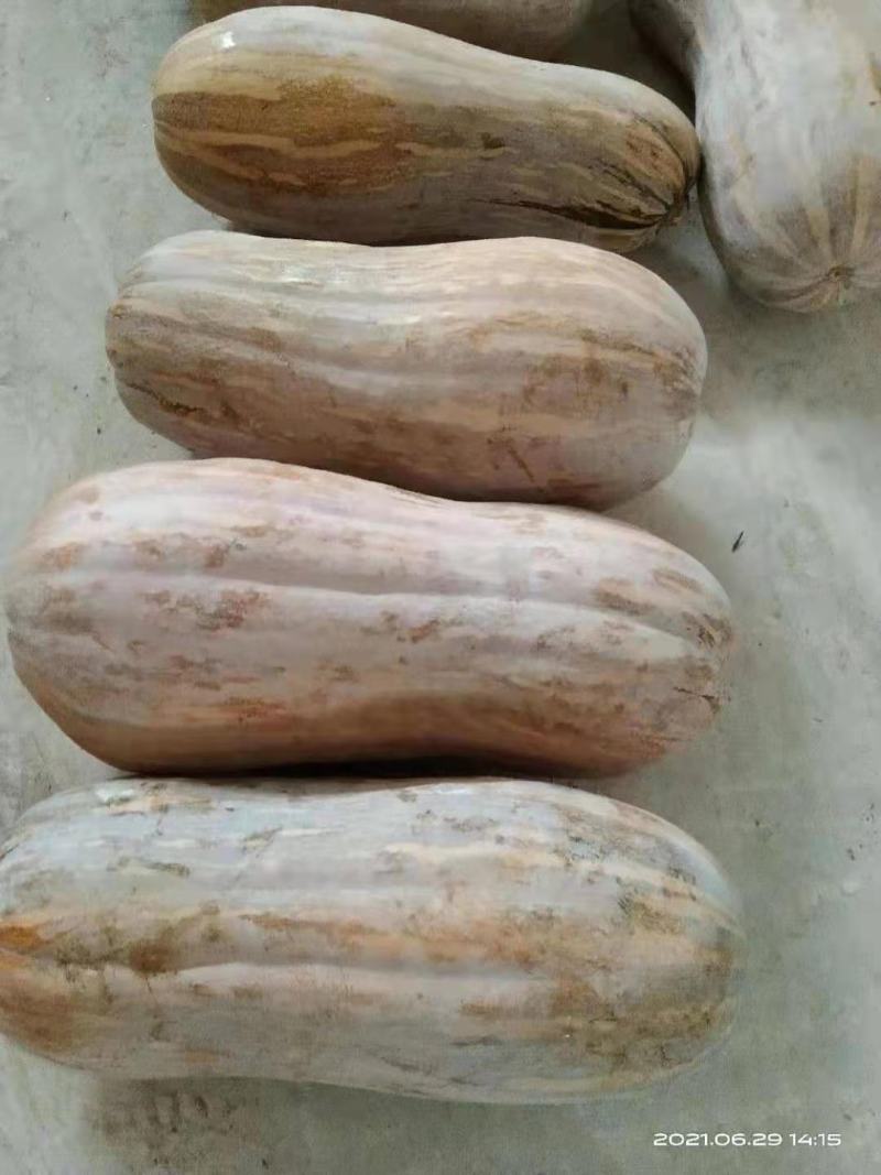 金囷蜜本南瓜，现货销售品种好