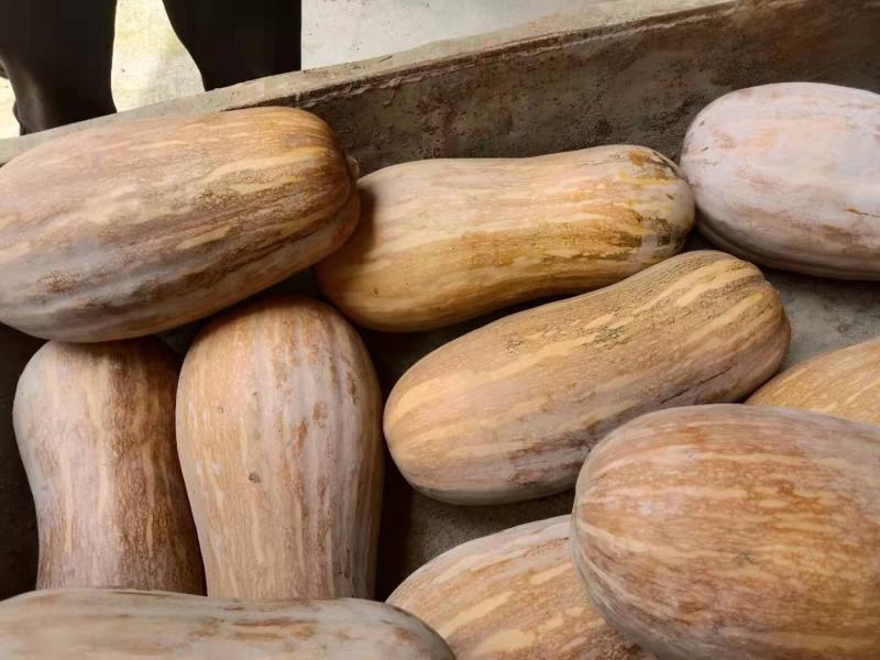 金囷蜜本南瓜，现货销售品种好