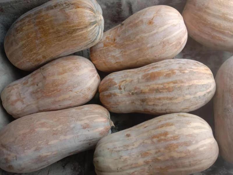 金囷蜜本南瓜，现货销售品种好