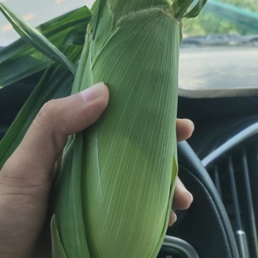 太阳花水果玉米，精品大量有货，