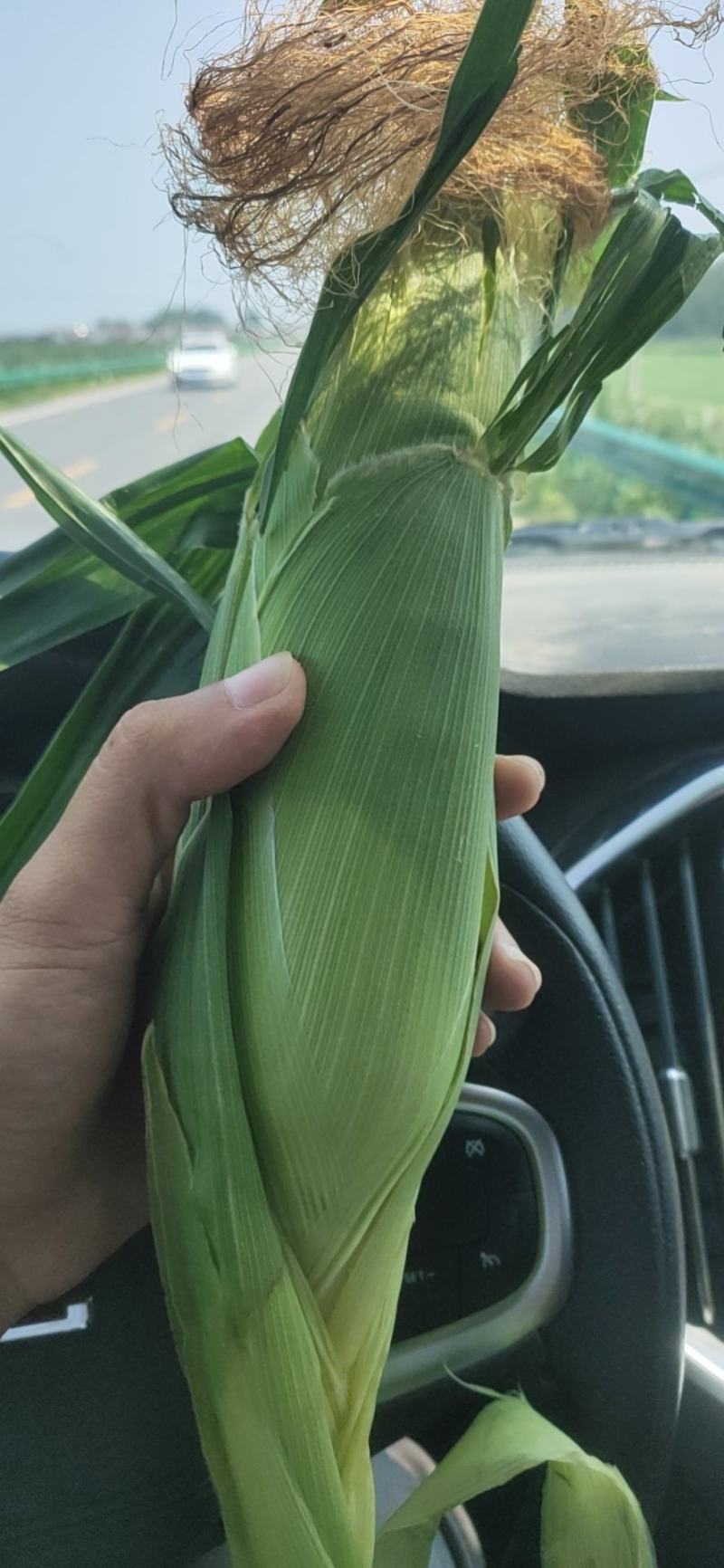 太阳花水果玉米，精品大量有货，