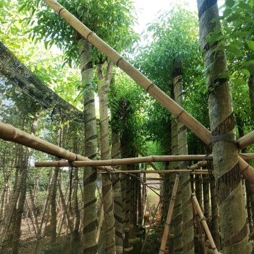香樟。