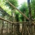 香樟。