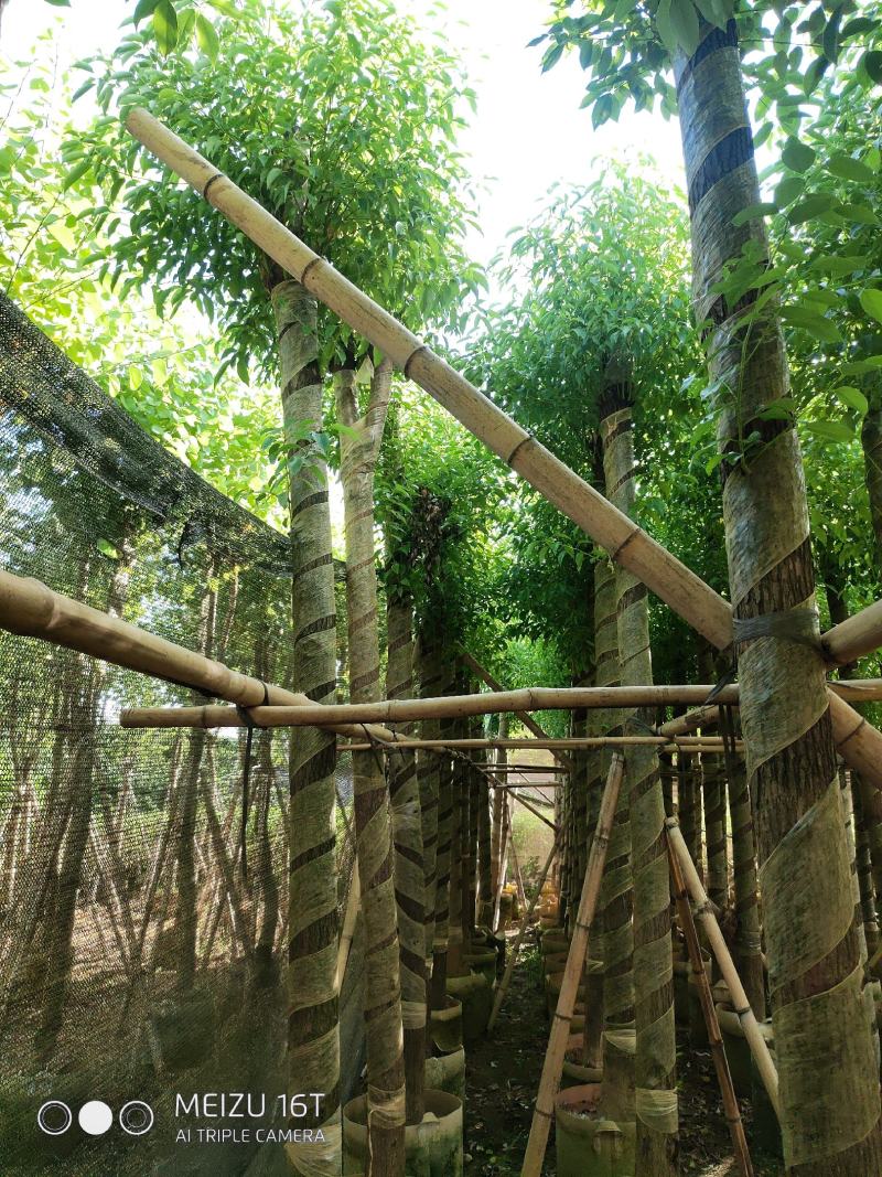香樟。