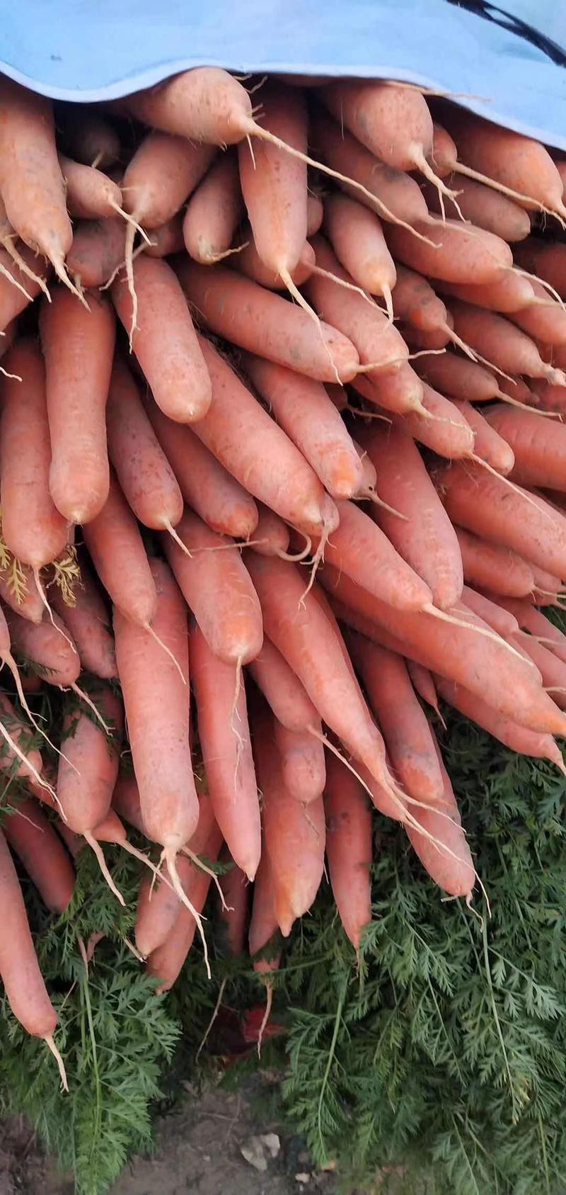 河南开封三红胡萝卜大量上市产地直供一手货源批发发全国