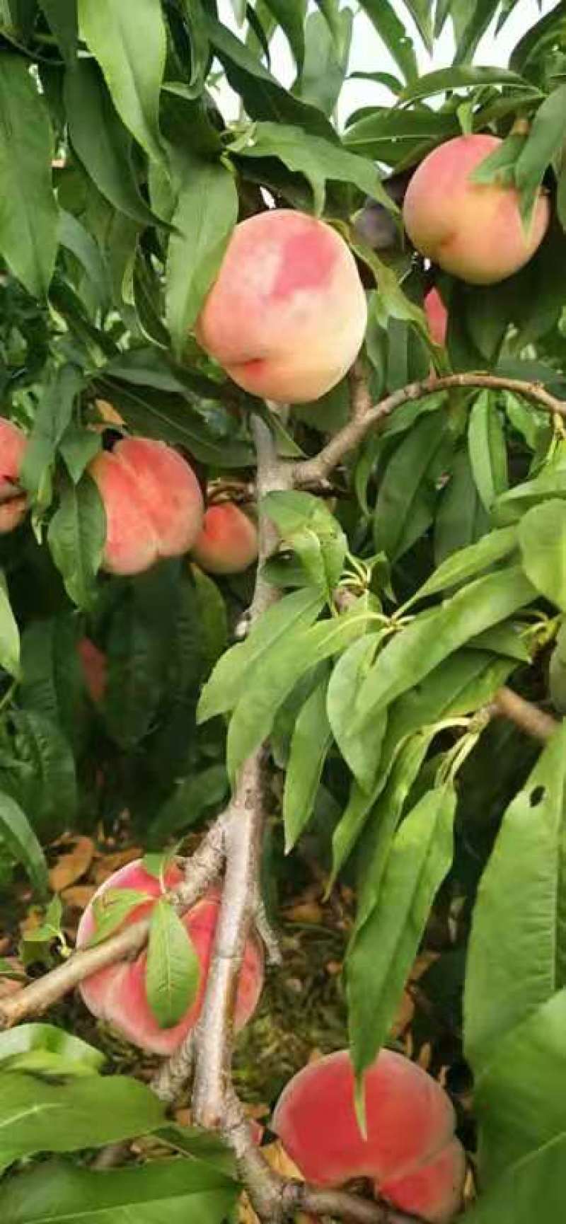 金红纸袋桃！
