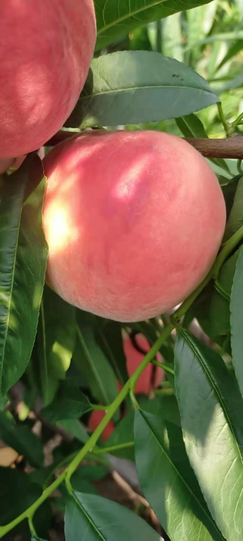 金红纸袋桃！