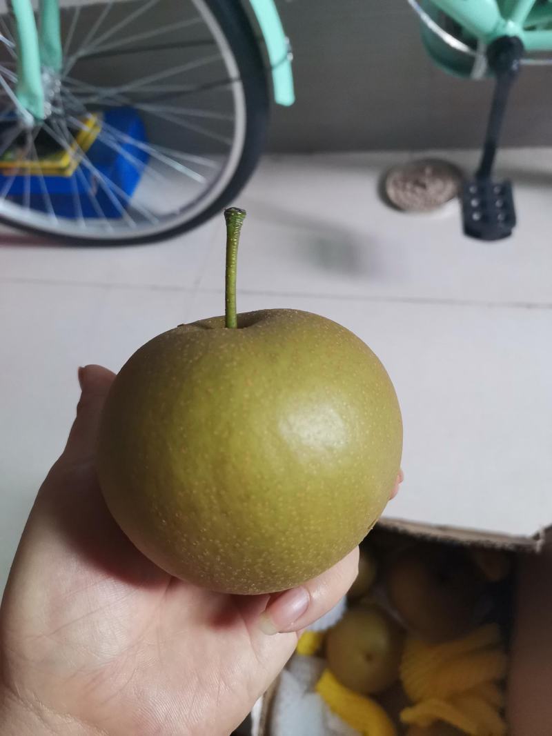 湖北万亩黄花梨基地个头大汁水多一件代发快递