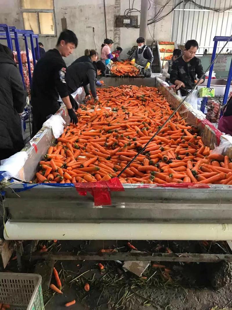 河南开封三红胡萝卜，现挖现发，水洗萝卜，产地直供发全国