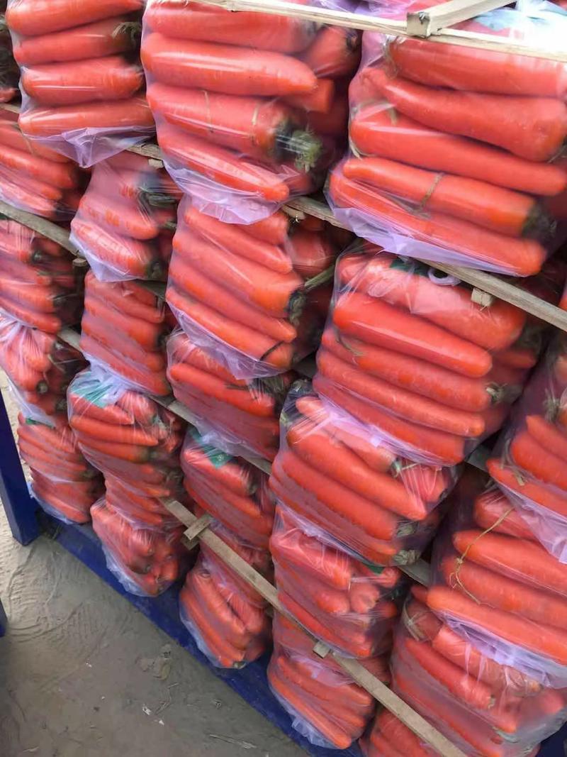 河南开封三红胡萝卜，现挖现发，水洗萝卜，产地直供发全国