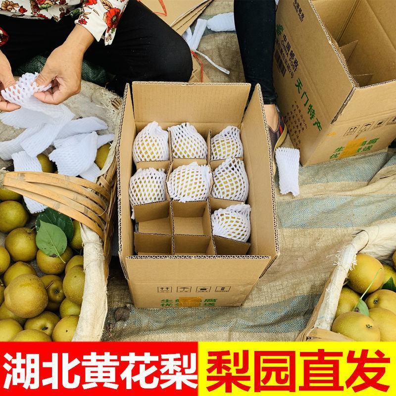 湖北万亩沙梨圆黄梨子砂梨汁水多供应一件代发