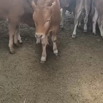 鲁西黄牛！鲁西黄牛养殖技术！鲁西黄牛多少钱肉牛犊价格！