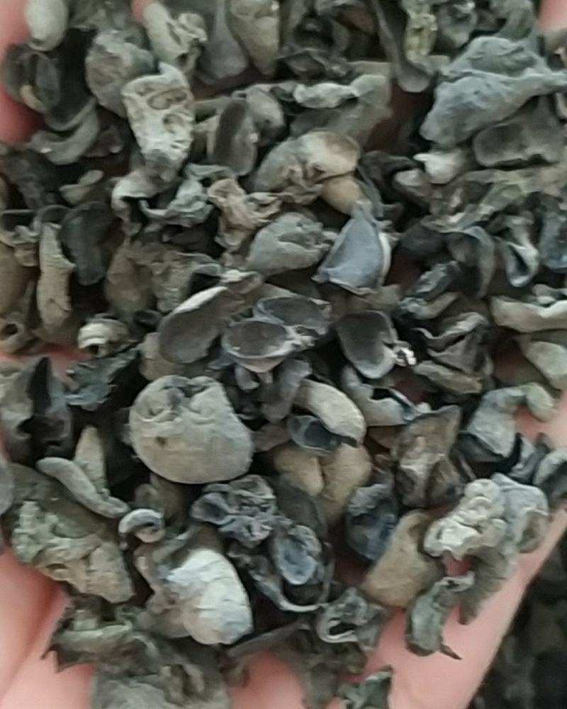 过筛耳芽，精选