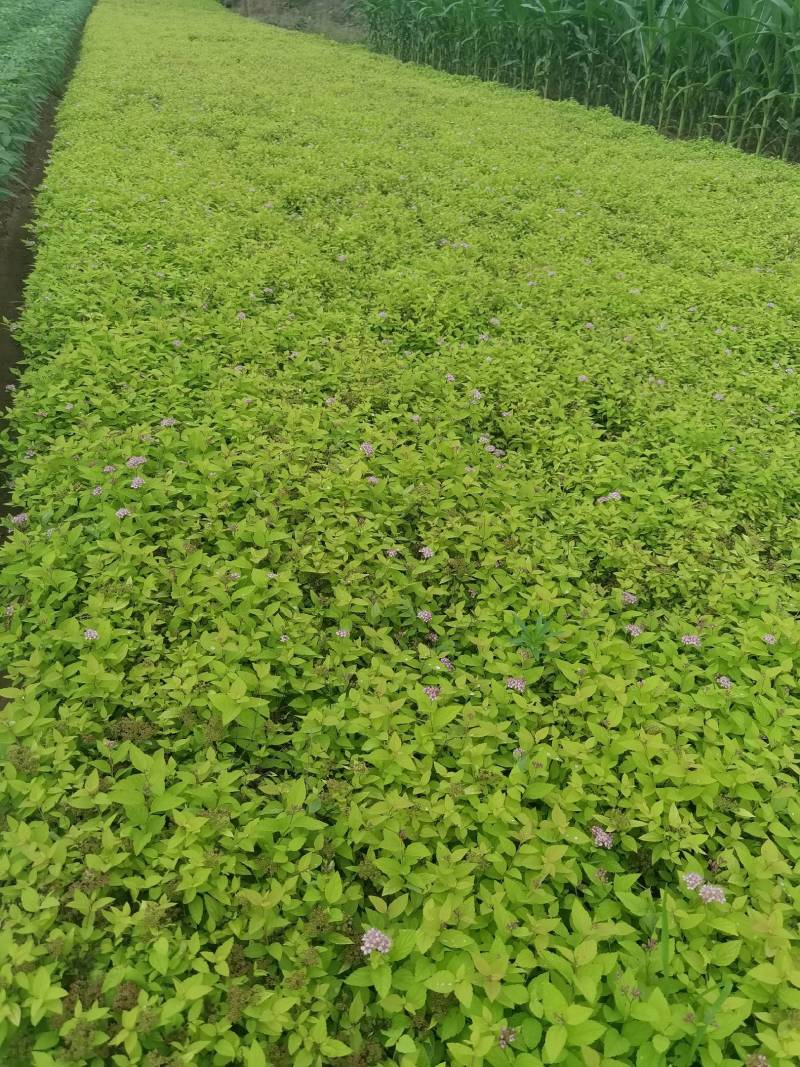 金山绣线菊金焰绣线菊日本绣线菊粉花绣线菊柳叶绣线菊