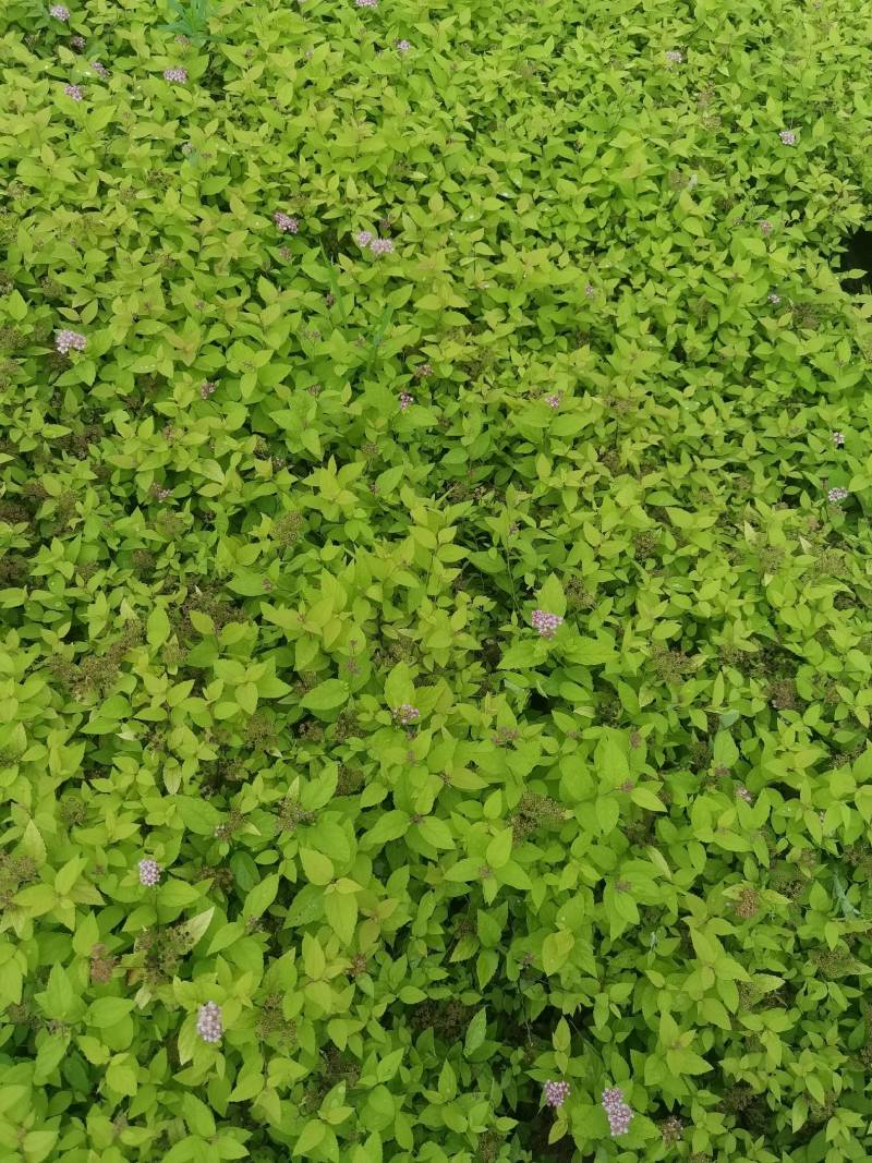金山绣线菊金焰绣线菊日本绣线菊粉花绣线菊柳叶绣线菊