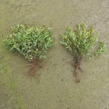 金山绣线菊金焰绣线菊日本绣线菊粉花绣线菊柳叶绣线菊
