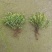 金山绣线菊金焰绣线菊日本绣线菊粉花绣线菊柳叶绣线菊