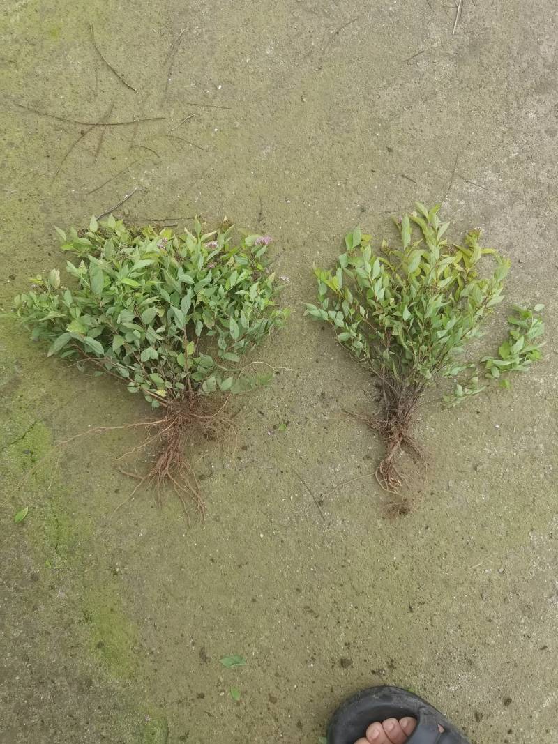 金山绣线菊金焰绣线菊日本绣线菊粉花绣线菊柳叶绣线菊