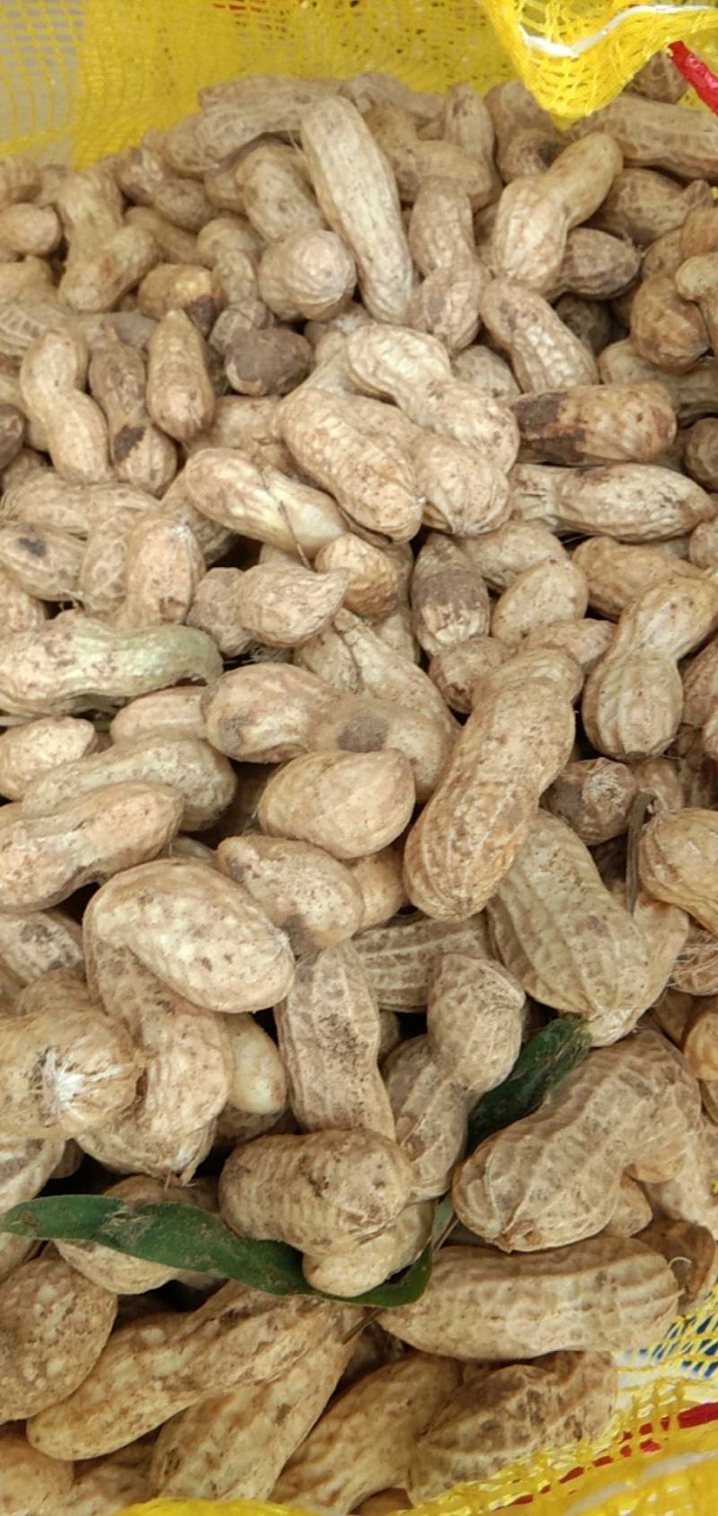 花生鲜食性花生，开封沙地大白沙花生籽粒饱满，外皮白亮