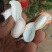 花生鲜食性花生，开封沙地大白沙花生籽粒饱满，外皮白亮