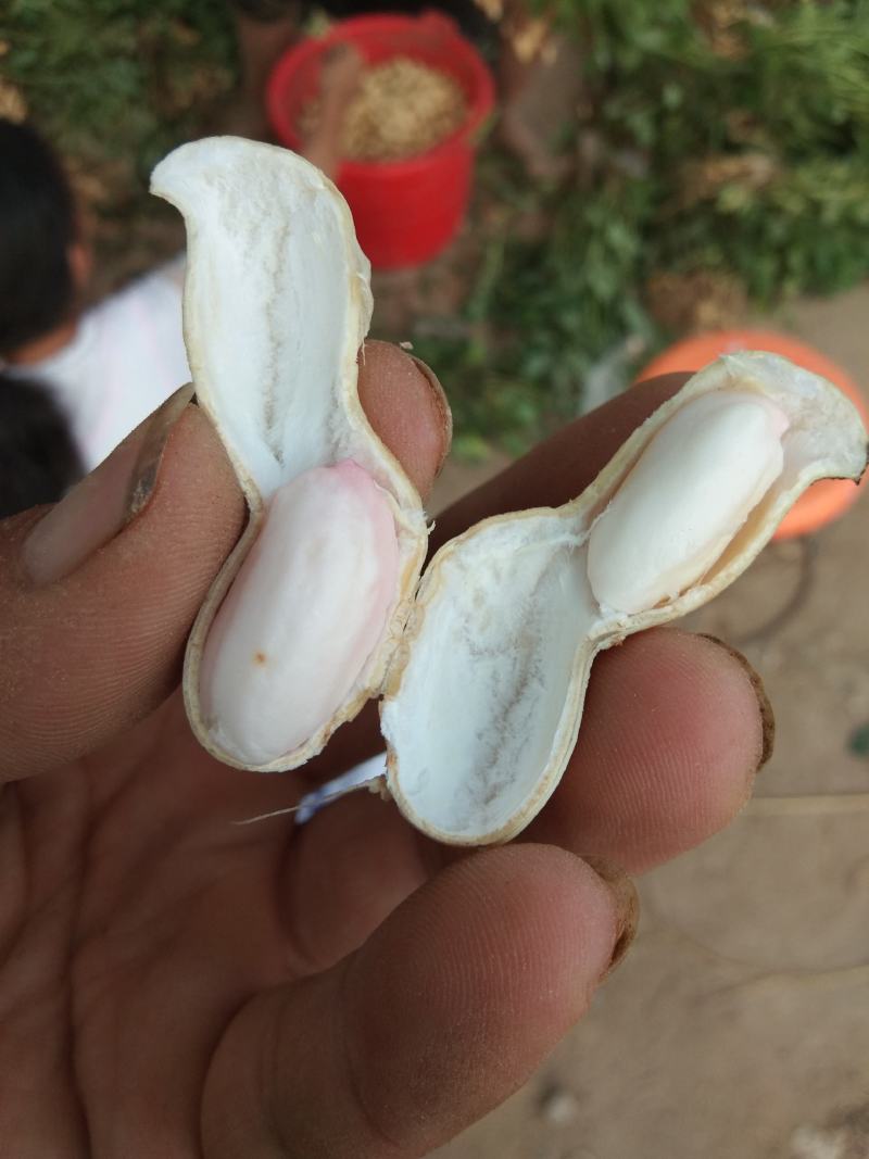 花生鲜食性花生，开封沙地大白沙花生籽粒饱满，外皮白亮