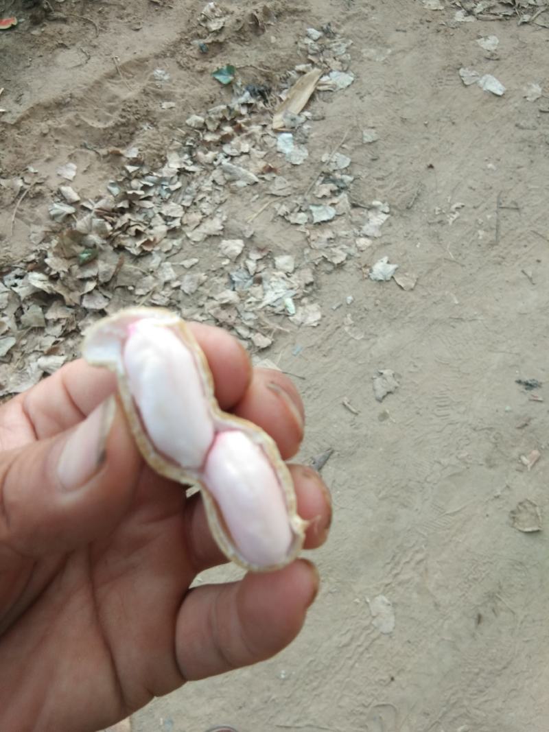 花生鲜食性花生，开封沙地大白沙花生籽粒饱满，外皮白亮