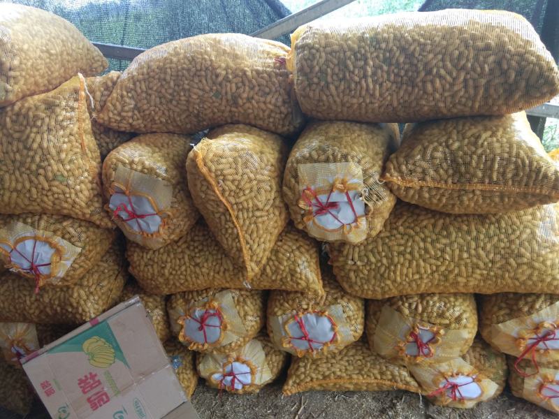 花生鲜食性花生，开封沙地大白沙花生籽粒饱满，外皮白亮