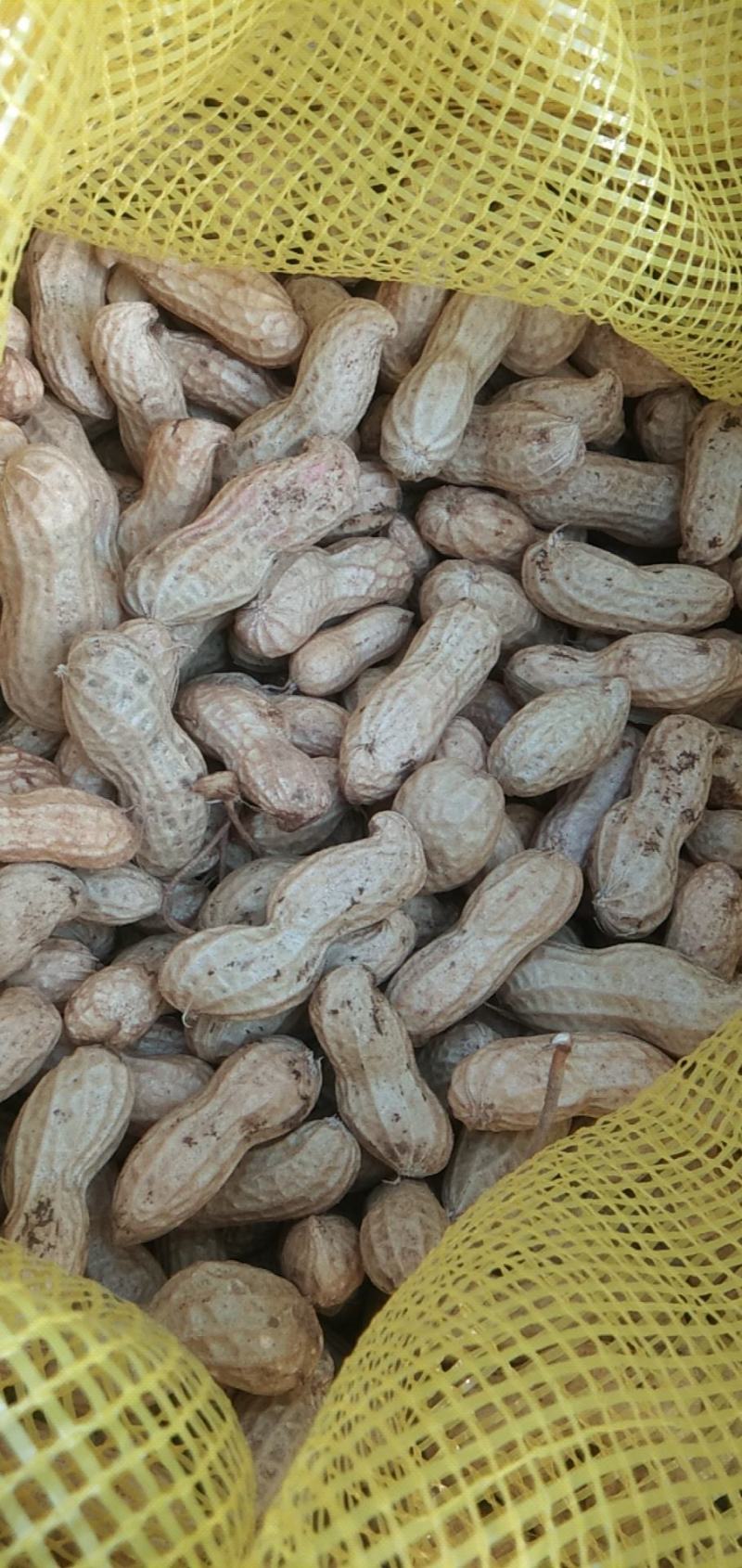 花生鲜食性花生，开封沙地大白沙花生籽粒饱满，外皮白亮