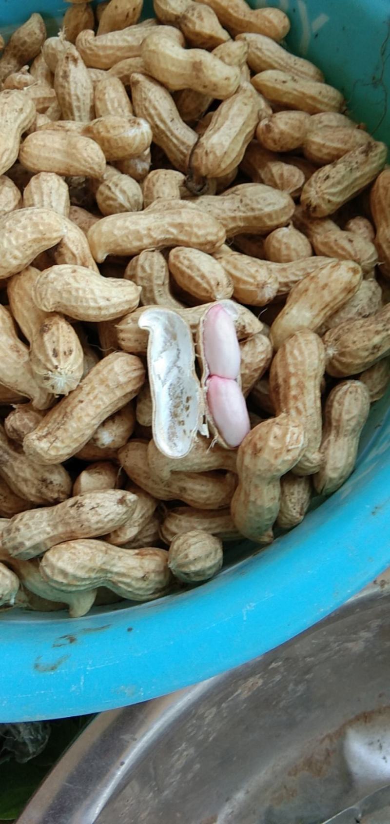 花生鲜食性花生，开封沙地大白沙花生籽粒饱满，外皮白亮