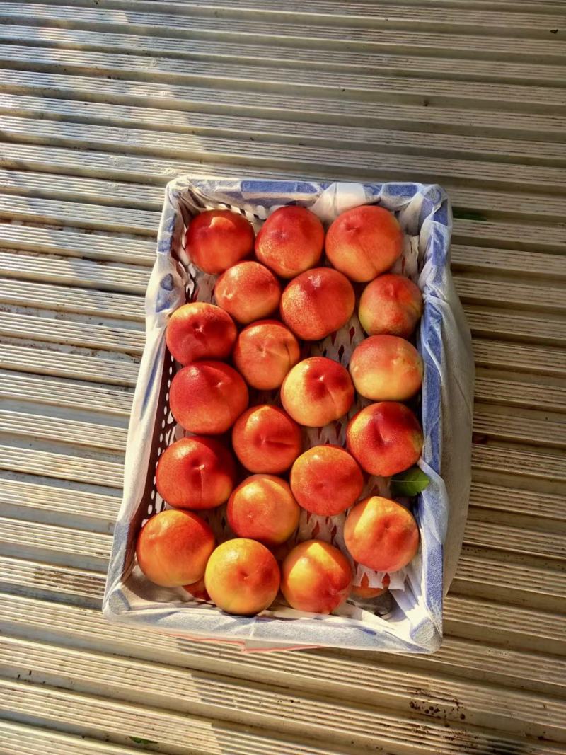 夏至梦毛桃，陕西夏至梦毛桃，夏至梦毛桃价格，红不软毛桃价