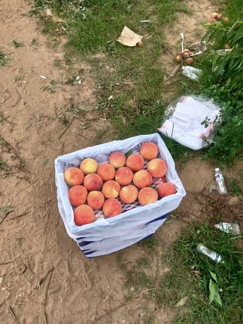夏至梦毛桃，陕西夏至梦毛桃，夏至梦毛桃价格，红不软毛桃价