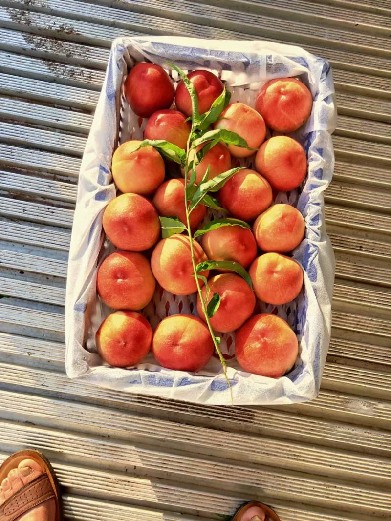夏至梦毛桃，陕西夏至梦毛桃，夏至梦毛桃价格，红不软毛桃价