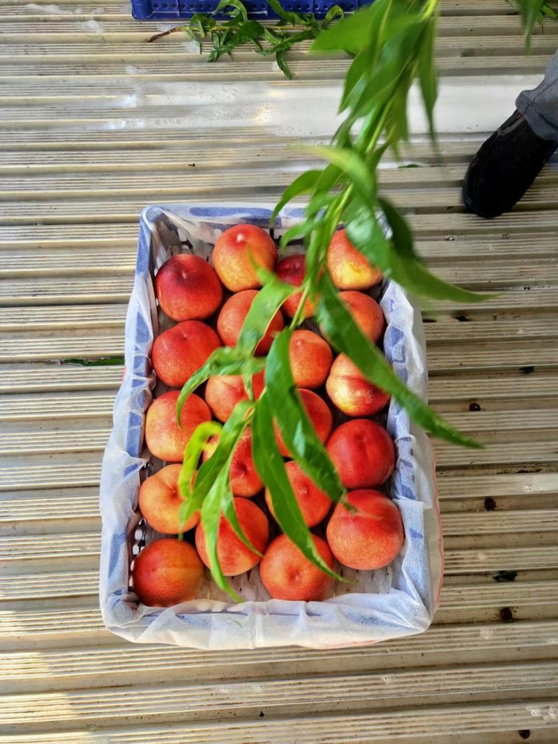 夏至梦毛桃，陕西夏至梦毛桃，夏至梦毛桃价格，红不软毛桃价