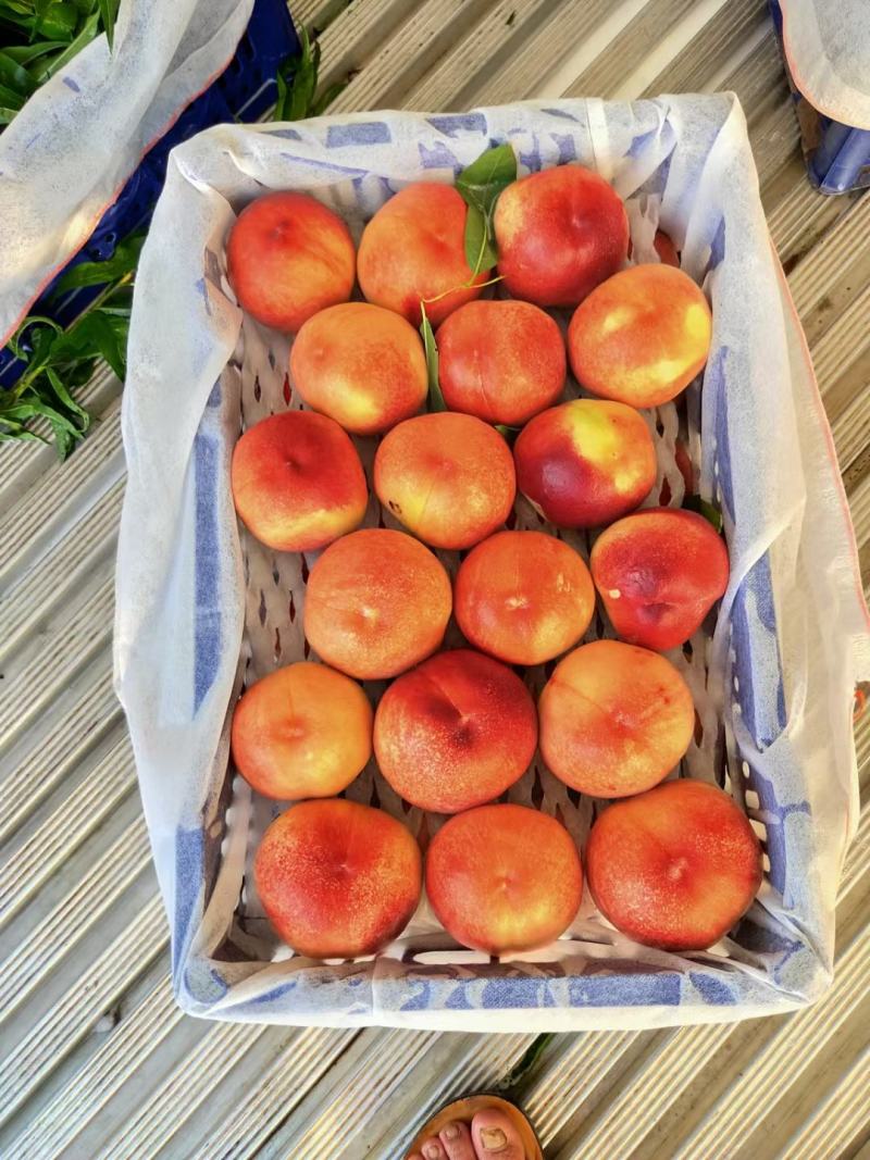 夏至梦毛桃，陕西夏至梦毛桃，夏至梦毛桃价格，红不软毛桃价