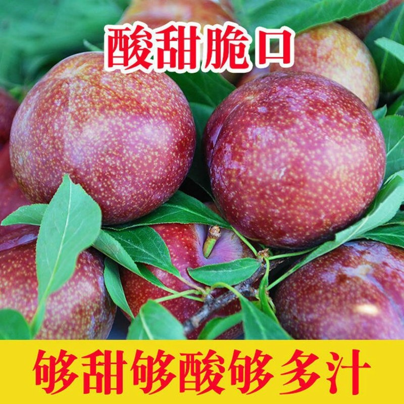 李子红心三华李应季水果脆甜多汁