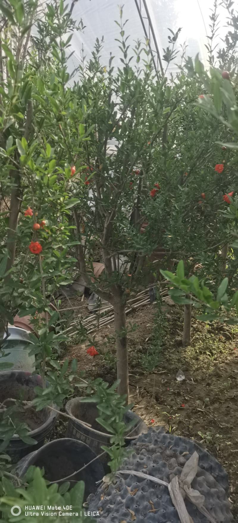 占地葡萄树