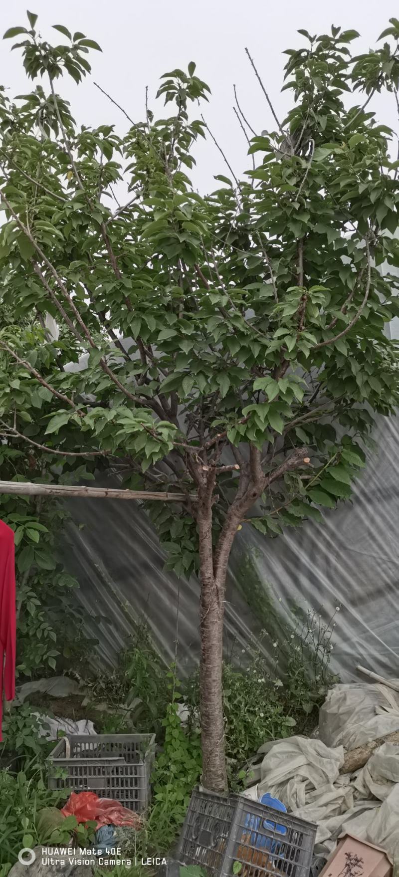 占地葡萄树
