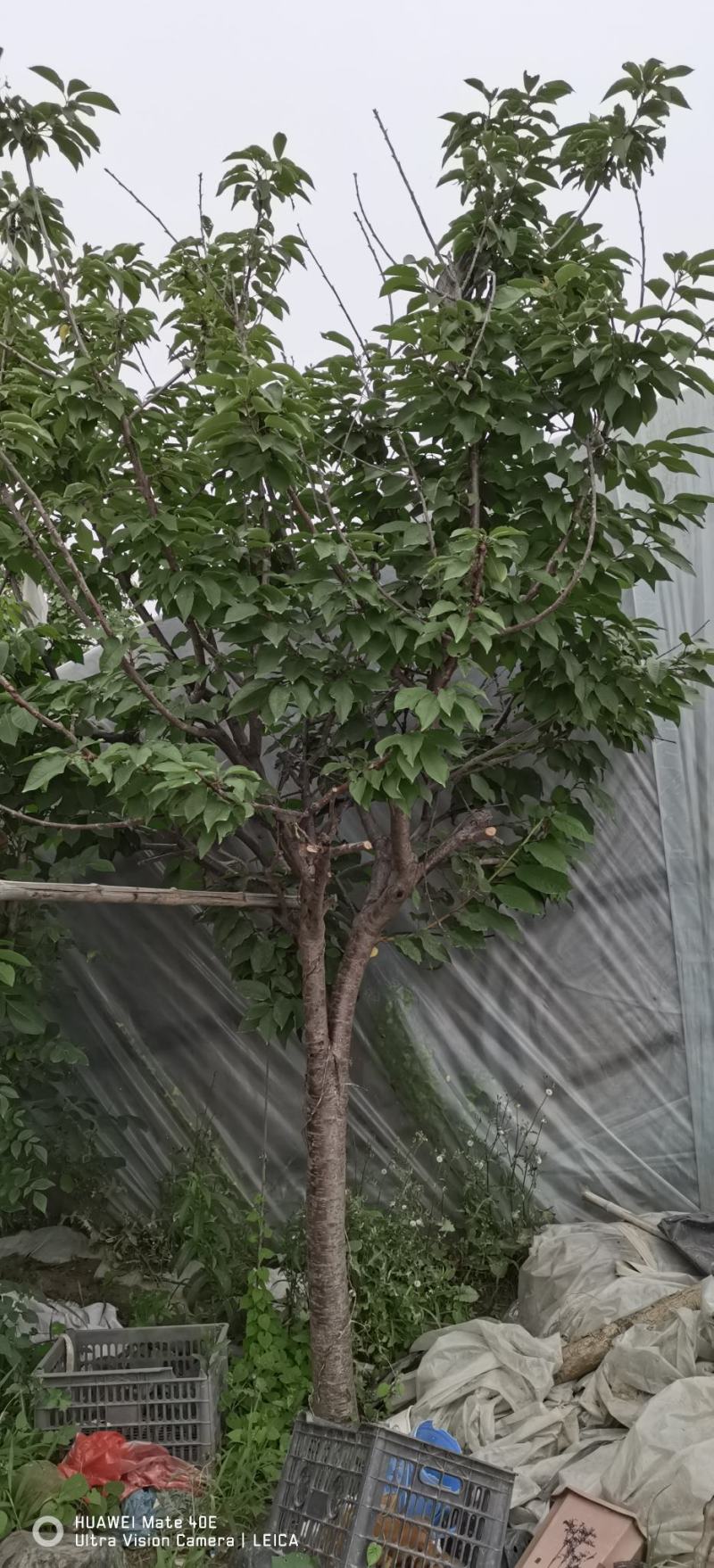 占地葡萄树