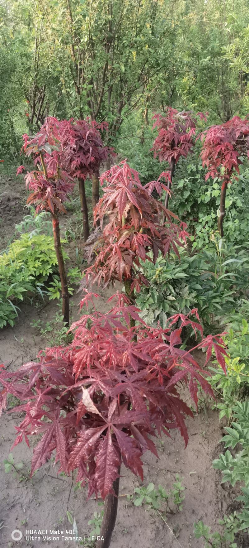 占地葡萄树