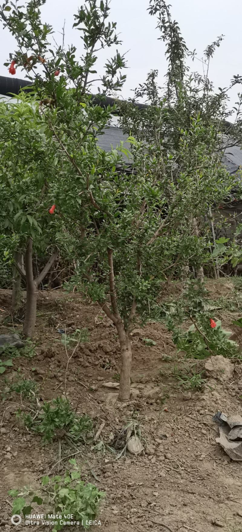 占地葡萄树