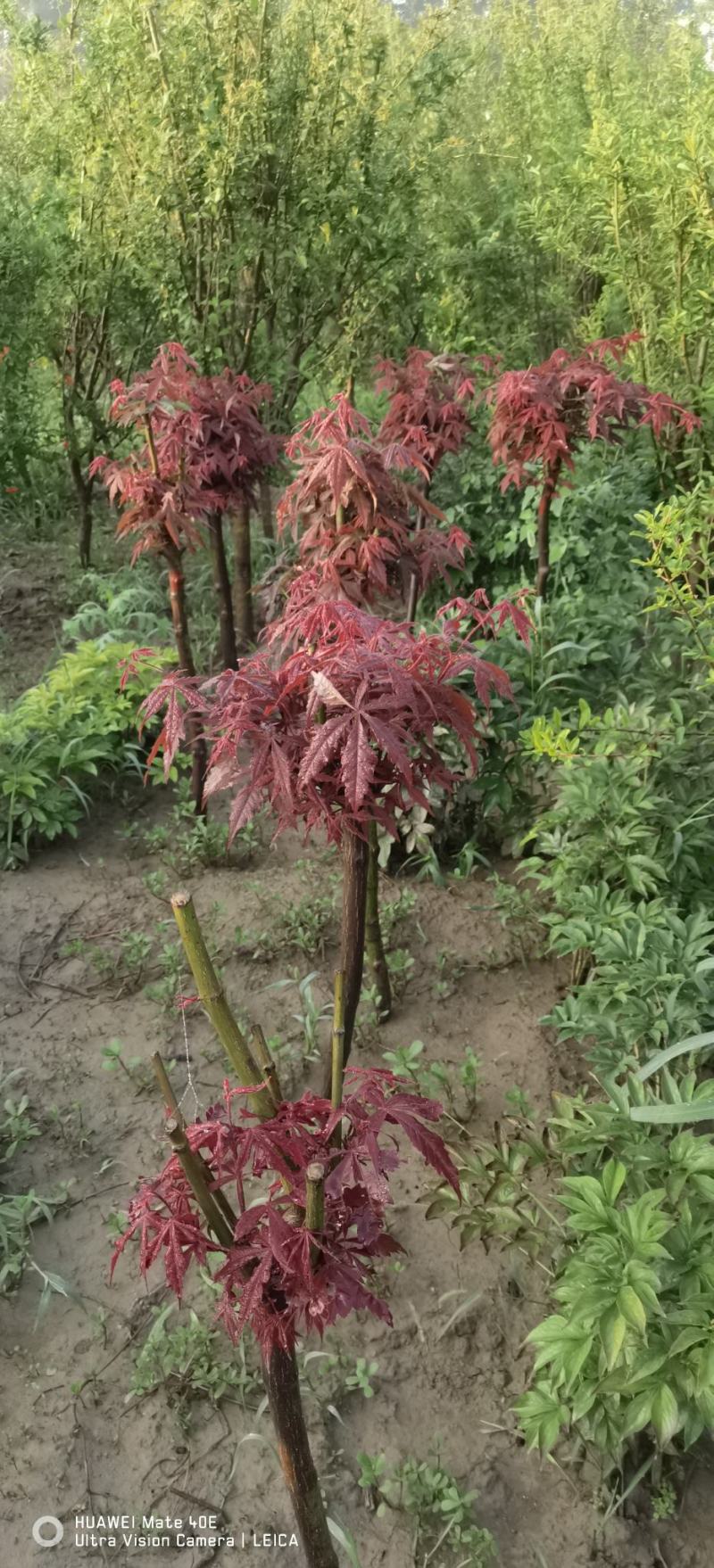 占地葡萄树