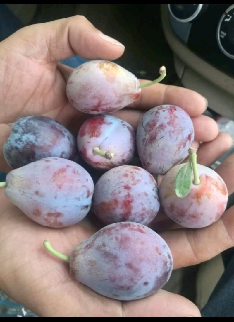 新疆喀什伽师县法兰西小西梅，主产种植基地，全国*有名的