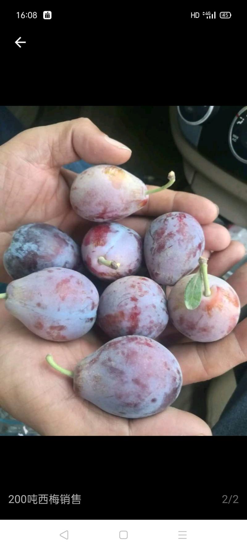 新疆喀什伽师县法兰西小西梅，主产种植基地，全国*有名的