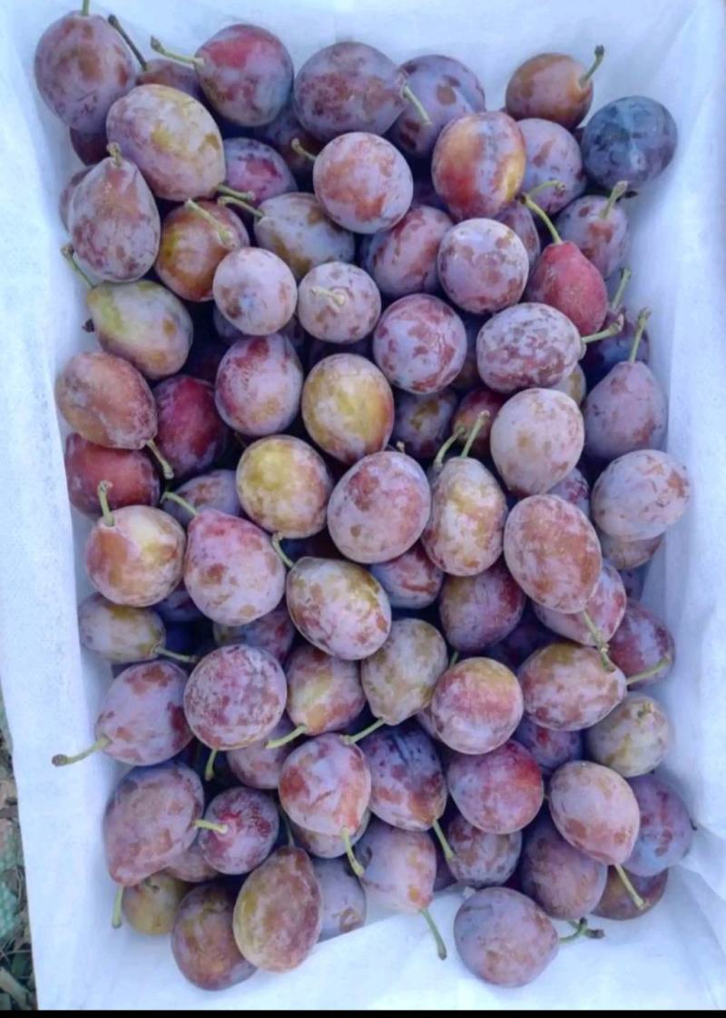 新疆喀什伽师县法兰西小西梅，主产种植基地，全国*有名的