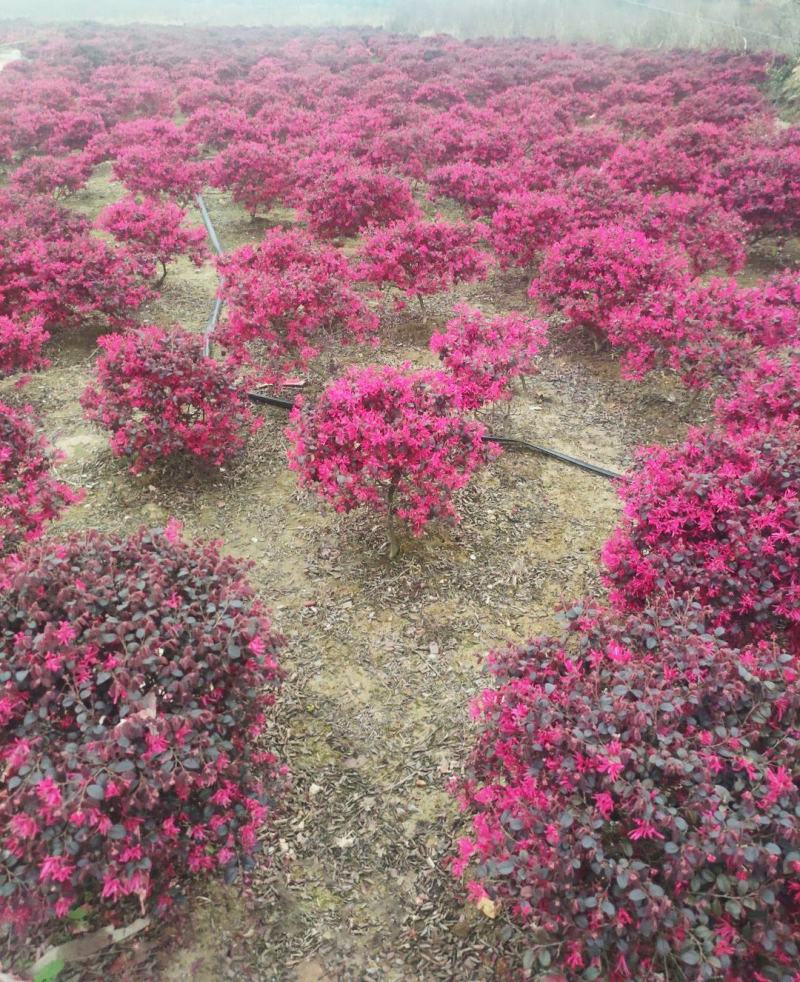 红花继木球校园花坛绿化四季常青开花红檵木城市布景造型球形