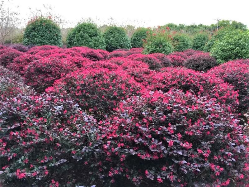 红花继木球校园花坛绿化四季常青开花红檵木城市布景造型球形