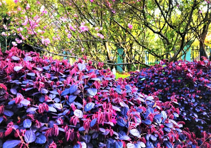 红花继木球校园花坛绿化四季常青开花红檵木城市布景造型球形