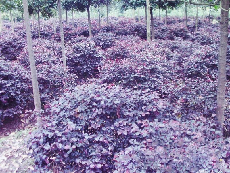 红花继木球校园花坛绿化四季常青开花红檵木城市布景造型球形