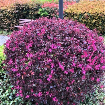 红花继木球校园花坛绿化四季常青开花红檵木城市布景造型球形