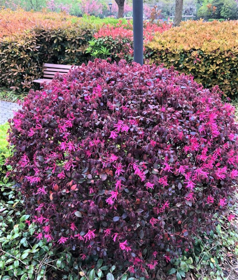 红花继木球校园花坛绿化四季常青开花红檵木城市布景造型球形